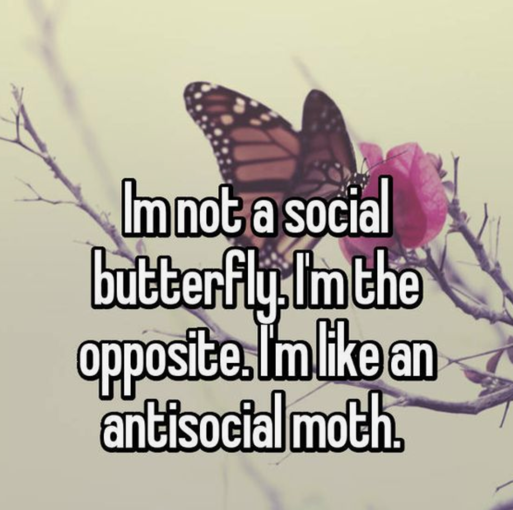 antisocial moth meme